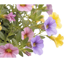 Calibrachoa s ružovými, fialovými a žltými kvetmi a zelenými listami.