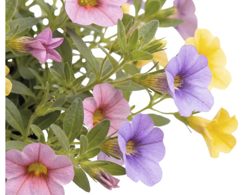 Million Bells 10 ks Calibrachoa s ružovými, fialovými a žltými kvetmi a zelenými listami.