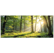 Panoramatická fototapeta s motívom lesa, slnečné lúče dopadajúce cez zelené listy a vysoké kmene stromov do svetlého, zeleného lesa.