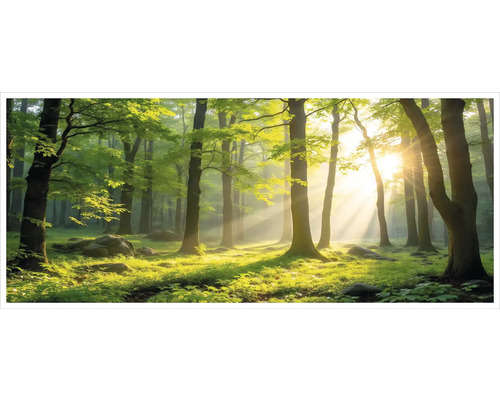 Panoramatická fototapeta s motívom lesa, slnečné lúče dopadajúce cez zelené listy a vysoké kmene stromov do svetlého, zeleného lesa.