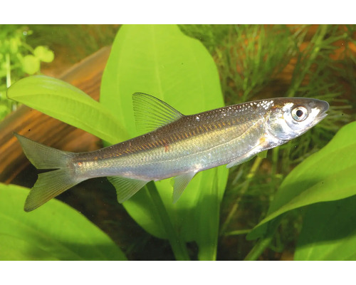 Podustva severná Chondrostoma nasus 5 - 8 cm Čerebľa pestrá (Phoxinus phoxinus) plávajúca v akváriu medzi vodnými rastlinami.