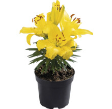 Žltá ľalia v čiernom plastovom kvetináči so zelenými listami.