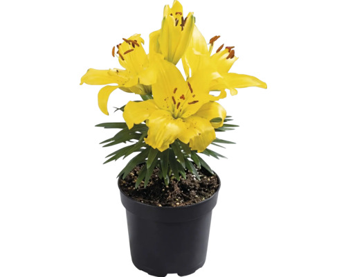 Žltá ľalia v čiernom plastovom kvetináči so zelenými listami.