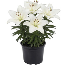 Biele ľalie v čiernom plastovom kvetináči