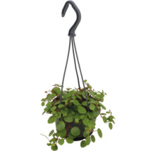 Závesná rastlina Peperomia rotundifolia s malými okrúhlymi listami v čiernom kvetináči so závesom.