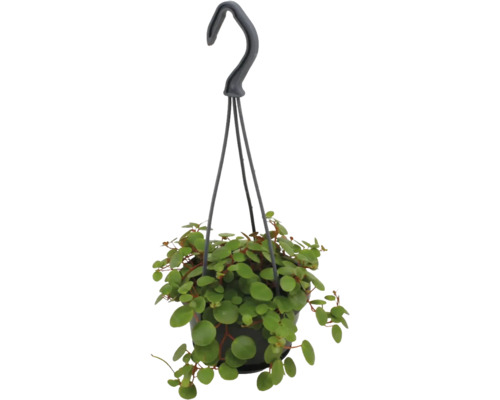 Závesná rastlina Peperomia rotundifolia s malými okrúhlymi listami v čiernom kvetináči so závesom.