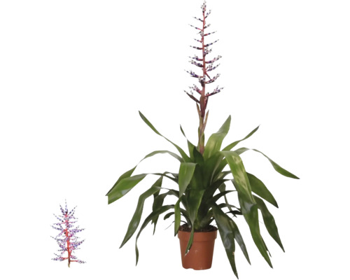 Bromélia Aechmea Blue Rain v kvetináči s dlhými zelenými listami a vzpriameným modro-bielym kvetenstvom.