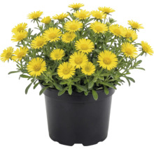 Žlto kvitnúca hviezdička prímorská v čiernom plastovom kvetináči.