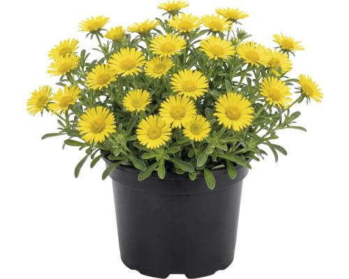 Žlto kvitnúca hviezdička prímorská v čiernom plastovom kvetináči.