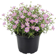 Ružová gypsomilka Gypsophila muralis v čiernom plastovom kvetináči.