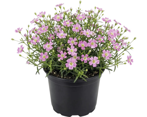 Ružová gypsomilka Gypsophila muralis v čiernom plastovom kvetináči.