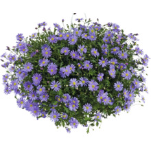 Všeliha Brachyscome multifida ako previsnutá rastlina s mnohými fialovými kvetmi a žltým stredom.