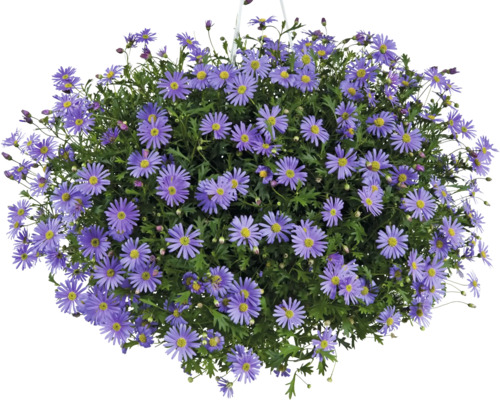 Všeliha Brachyscome multifida ako previsnutá rastlina s mnohými fialovými kvetmi a žltým stredom.