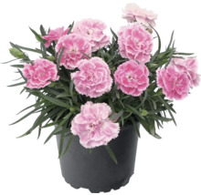 Klinček Dianthus v kvetináči s ružovými kvetmi a zelenými listami