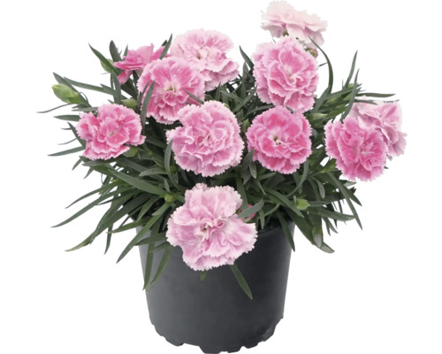 Klinček Dianthus v kvetináči s ružovými kvetmi a zelenými listami