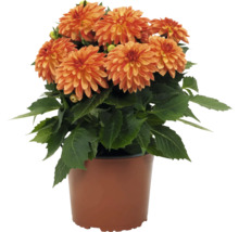 Dahlia s oranžovými kvetmi a zelenými listami v hnedom plastovom kvetináči.