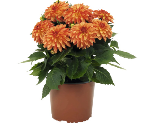 Dahlia s oranžovými kvetmi a zelenými listami v hnedom plastovom kvetináči.