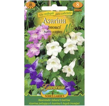 Balenie semien Asarina pre popínavé rastliny