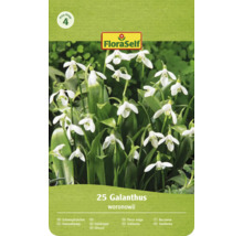 FloraSelf Logo, Cenová skupina 4. Balenie 25 snežienok Galanthus woronowii so zvončekovitými kvetmi.