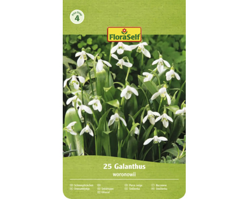 FloraSelf Logo, Cenová skupina 4. Balenie 25 snežienok Galanthus woronowii so zvončekovitými kvetmi.