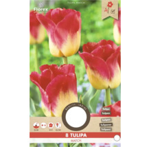 8 cibuliek Tulipa Match od Florex. Červeno-žlté tulipány. Výsadba september až december, kvet apríl až máj, výška 45 centimetrov. Florex Logo.
