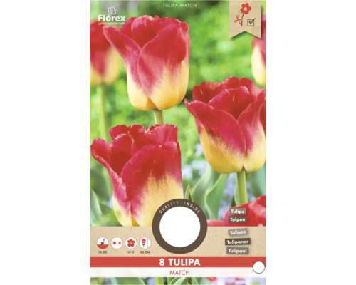 8 cibuliek Tulipa Match od Florex. Červeno-žlté tulipány. Výsadba september až december, kvet apríl až máj, výška 45 centimetrov. Florex Logo.