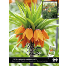 Korunovka kráľovská Fritillaria Orange Beauty s oranžovými zvončekovitými kvetmi, výška 120 centimetrov, Florex Logo.