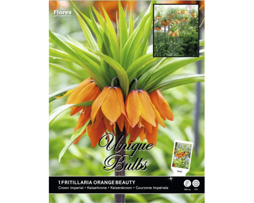 Korunovka kráľovská Fritillaria Orange Beauty s oranžovými zvončekovitými kvetmi, výška 120 centimetrov, Florex Logo.