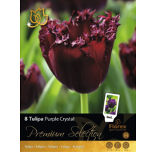 8 cibúľ tulipánov Tulipa Purple Crystal od Florex. Strapkaté kvety, výška 50 centimetrov, doba kvitnutia apríl až máj. Florex Logo.