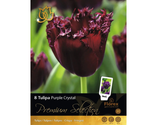 8 cibúľ tulipánov Tulipa Purple Crystal od Florex. Strapkaté kvety, výška 50 centimetrov, doba kvitnutia apríl až máj. Florex Logo.