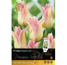 8 ľaliokvetých tulipánov Tulipa Elegant Lady, ružové a krémové, výška 50 centimetrov, doba kvitnutia apríl až máj, veľkosť cibule 11 až 12, Florex Logo.