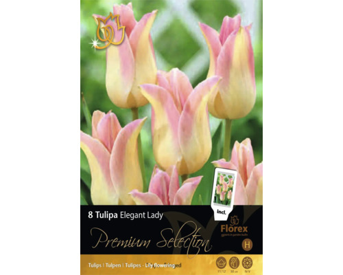 8 ľaliokvetých tulipánov Tulipa Elegant Lady, ružové a krémové, výška 50 centimetrov, doba kvitnutia apríl až máj, veľkosť cibule 11 až 12, Florex Logo.