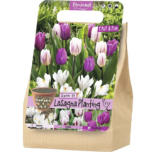 Štartovacia sada Rembrandt Lasagna Planting s cibuľami krokusov, tulipánov a hyacintov pre vrstvenú výsadbu.