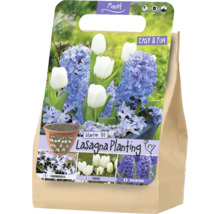 Monet Logo. Sada Lasagna Planting s cibuľami Chionodoxa, tulipánov a hyacintov. Schéma výsadby vo vrstvách, doba kvitnutia február až apríl.