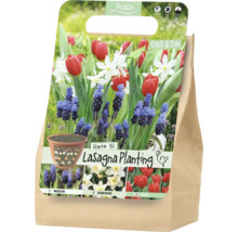 Štartovacia sada Picasso Lasagna Planting pre vrstvenú výsadbu s cibuľkami modríc, narcisov a tulipánov.