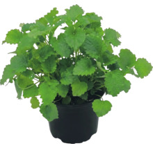 Medovka lekárska Melissa officinalis v čiernom plastovom kvetináči.