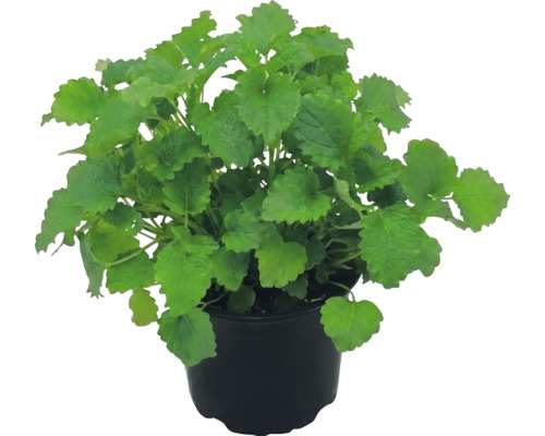 Medovka lekárska Melissa officinalis v čiernom plastovom kvetináči.
