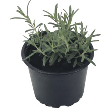 Levanduľa úzkolistá Lavandula angustifolia v čiernom plastovom kvetináči