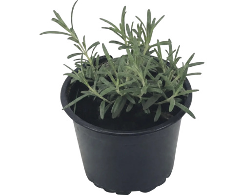Levanduľa úzkolistá Lavandula angustifolia v čiernom plastovom kvetináči