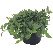 Čerstvé oregano v čiernom pestovateľskom kvetináči