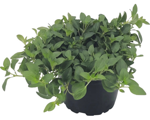 Čerstvé oregano v čiernom pestovateľskom kvetináči