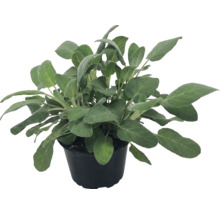 Bylinka šalvia lekárska Salvia officinalis v čiernom plastovom kvetináči.