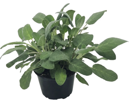 Bylinka šalvia lekárska Salvia officinalis v čiernom plastovom kvetináči.