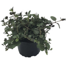 Oregano v čiernom kvetináči, bylinka do kuchyne, na záhradu a balkón.