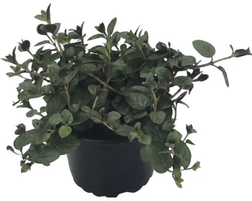 Oregano v čiernom kvetináči, bylinka do kuchyne, na záhradu a balkón.