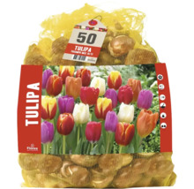 50 cibúľ tulipánov Florex Tulipa Triumph Mix v sieťke s obrázkom produktu.