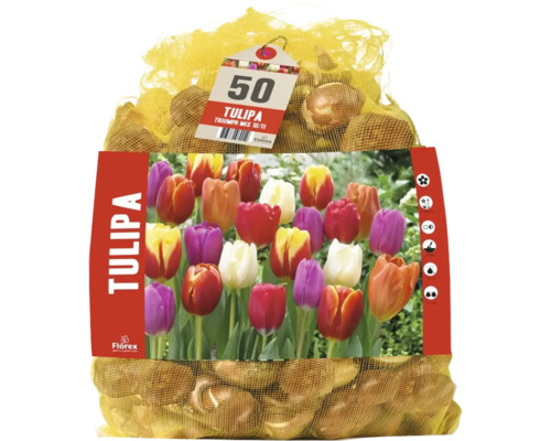 50 cibúľ tulipánov Florex Tulipa Triumph Mix v sieťke s obrázkom produktu.