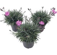 Tri klinčeky Dianthus s ružovými kvetmi a sivozelenými listami v čiernych kvetináčoch.