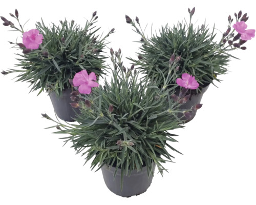 Tri klinčeky Dianthus s ružovými kvetmi a sivozelenými listami v čiernych kvetináčoch.