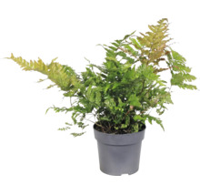 Papraď Dryopteris erythrosora v šedom plastovom kvetináči
